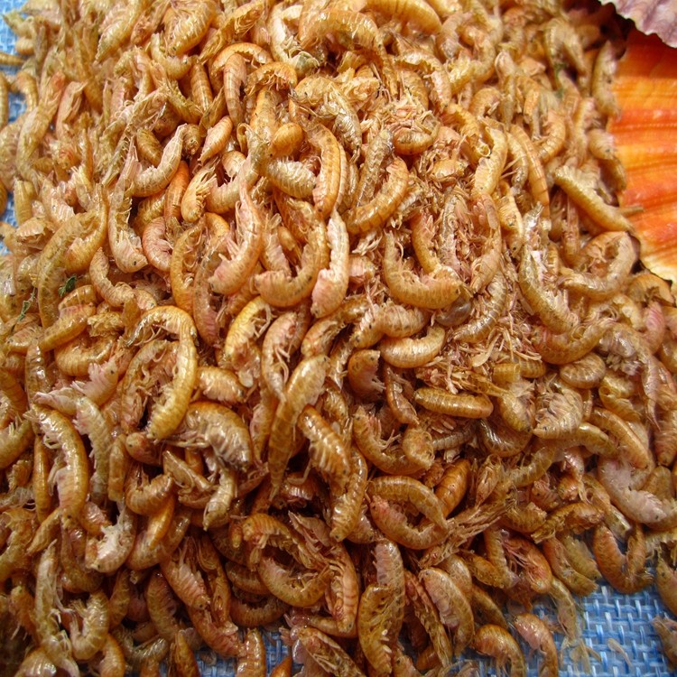 Premium Dried Gammarus.JPG